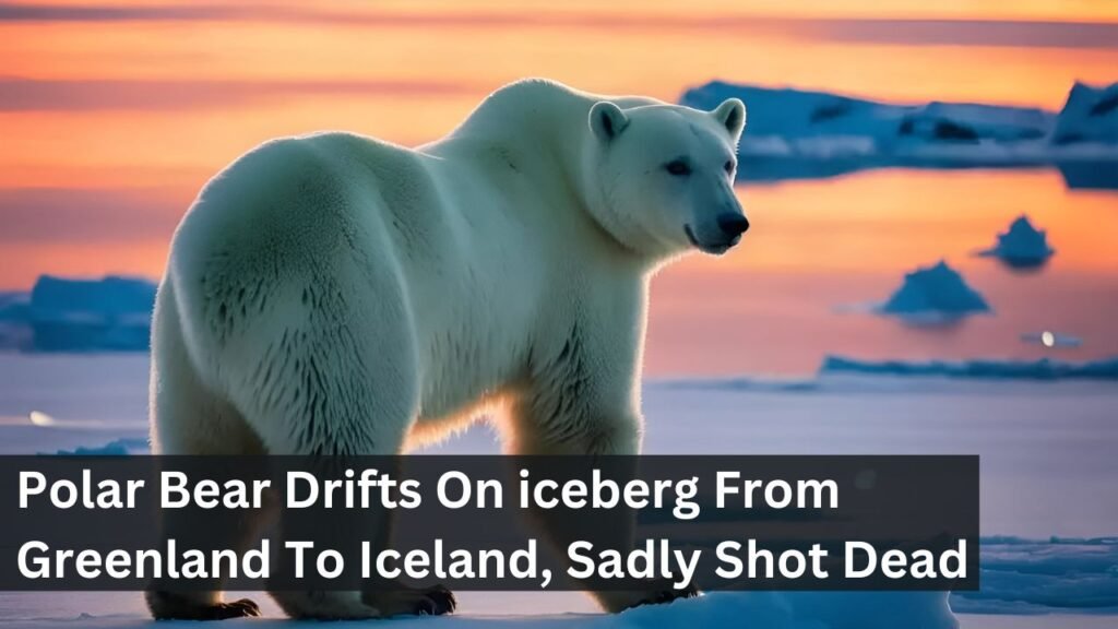Polar Bear Drifts On iceberg From Greenland To Iceland, Sadly Shot Dead Polar Bear Drifts On iceberg From Greenland To Iceland, Sadly Shot Dead