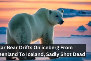 Polar Bear Drifts On iceberg From Greenland To Iceland, Sadly Shot Dead