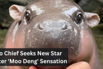 Zoo Chief Seeks New Star After 'Moo Deng' Sensation